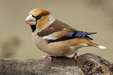 Image. Hawfinch