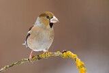 Image. Hawfinch