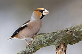Image. Hawfinch