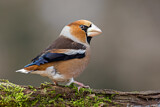 Image. Hawfinch