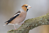 Image. Hawfinch