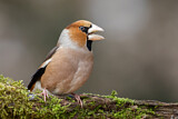 Image. Hawfinch