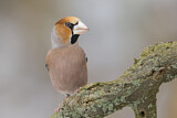 Image. Hawfinch