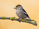Image. Hawfinch