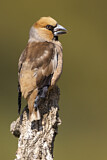Image. Hawfinch