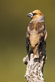 Image. Hawfinch