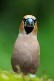 Image. Hawfinch