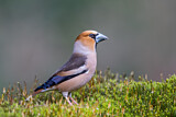 Image. Hawfinch