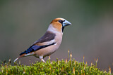 Image. Hawfinch