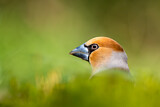 Image. Hawfinch