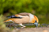 Image. Hawfinch