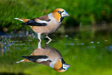 Image. Hawfinch