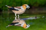 Image. Hawfinch