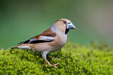 Image. Hawfinch
