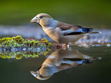 Image. Hawfinch