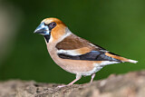 Image. Hawfinch