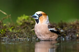 Image. Hawfinch