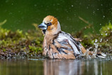 Image. Hawfinch
