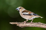 Image. Hawfinch