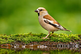 Image. Hawfinch