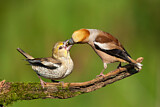 Image. Hawfinch