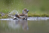 Image. Hawfinch