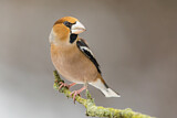 Image. Hawfinch