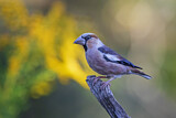 Image. Hawfinch