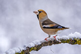 Image. Hawfinch