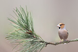 Image. Hawfinch