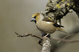 Image. Hawfinch