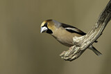 Image. Hawfinch