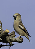 Image. Hawfinch