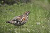 Image. Hazel Grouse