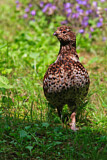 Image. Hazel Grouse