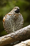 Image. Hazel Grouse