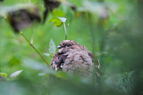 Image. Hazel Grouse