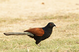 Image. Heckenkuckuck