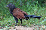 Image. Heckenkuckuck