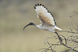 Image. Heiliger Ibis