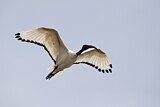 Image. Heiliger Ibis