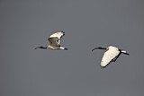 Image. Heiliger Ibis