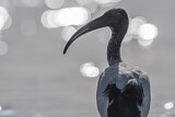 Image. Heiliger Ibis