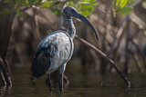 Image. Heiliger Ibis