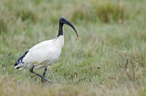 Image. Heiliger Ibis