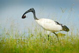 Image. Heiliger Ibis