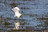 Image. Heiliger Ibis
