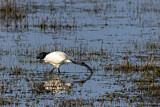 Image. Heiliger Ibis