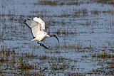 Image. Heiliger Ibis