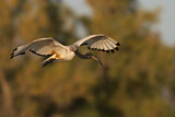 Image. Heiliger Ibis